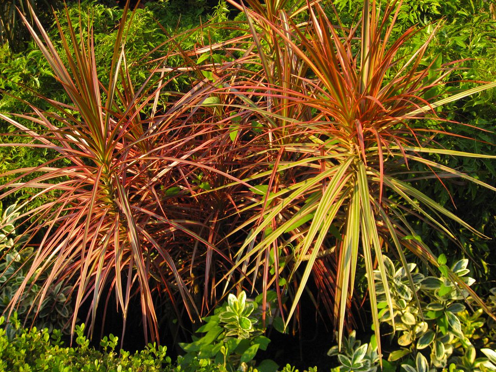ChrisByrnes.com - Sick Building Syndrome, Red-edged Dracaena ChrisByrnes.com - Sick Building Syndrome Air Purifying Red-edged Dracaena